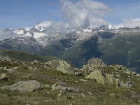 CH, Wallis, Obergoms, Nufenenpass, Finsteraarhorn 1, Saxifraga-Willem van Kruijsbergen